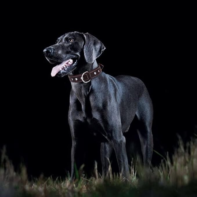| Genuine Leather Dog Collar | Full Grain, Heavy Duty | Comfortable, Padded, Strong | Best for Pups, Small, Medium, Large & XL Breeds (Large (Fit Neck Size 18.5"-22.5"), Garnet)