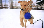 Jolly Pets Romp-n-Roll Rope and Ball Dog Toy, 6 Inches/Medium, Blue
