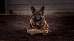 Dingo Gear Tug Toy for Dog Training Agility Tug of War, Jute Dog Bumper with one Handle, Dog Bite Pillow for Aggressive Chewers, 16" S00147