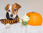 Nestpark Parody Star Pups Coffee Dog Toy Pup'kin Spice Latte - Funny Plush Squeaky Crinkle Dog Toys for Medium, Small and Large for Dog Birthday
