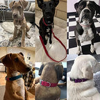 Dog Collar Custom Personalized Engraved Name and Phone Number for Puppy Small Medium Large Pets (XL, Khaki)