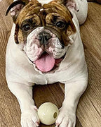 Chew King by Mammoth Set of 2 Glowing Fetch Ball, Durable Bouncy Interactive Toy for Pets & Dogs, Lightweight, 3 Inch, Fits Ball Launcher
