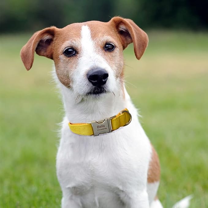 Dog Collar Custom Personalized Engraved Name and Phone Number for Puppy Small Medium Large Pets (L, Yellow)