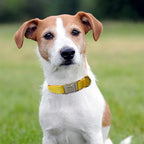 Dog Collar Custom Personalized Engraved Name and Phone Number for Puppy Small Medium Large Pets (L, Yellow)