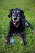 Chuckit! Ultra Squeaker Ball Dog Toy, Small (2 Inch) 2 Pack for Small Breeds