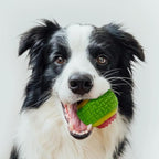 PetBox Soft Squeaky Rubber Toy Ball with Rattle Noise for Dogs - 3.2" Diameter