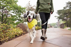 Goldpaw Rainpaw Waterproof Dog Raincoat - Durable Dog Rain Jacket for All Seasons - Easy to Wear, Adjustable, Premium Pet Outerwear - Made in The USA - Machine Washable - Black Bean - Size 8
