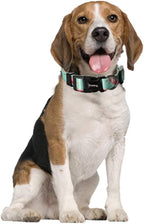Ihoming Dog Collar and Leash Set for Daily Outdoor Walking Running Training, Floral Spring Design for Medium Boys Girls Dogs Cats Pets, M-Up to 45LBS