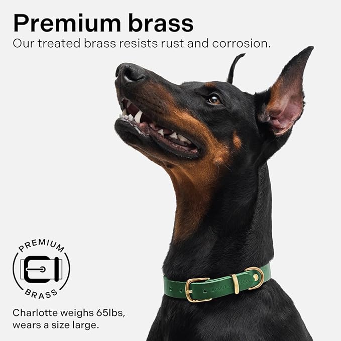 Classic Genuine Leather Dog Collar | Dog Collars for Medium Dogs, Small Dogs, Large Dogs & Extra Large Dog | Wide Dog Collar | Heavy Duty Dog Collar (Green, S: 0.5" Wide for 7.5"-10.5" Neck)
