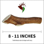 Giant Whole Single Pack (for 75+ lb Dogs) Premium Grade Elk Antler for Dogs (1 Piece) Sourced in The USA