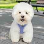 Best Pet Supplies Voyager Step-in Air Harness - All Weather Mesh, Reflective, No Pull Harness for Dogs, Cats - Secure with Hook & Loop Fastener, Buckle, Double D-Rings - Lavender, XS