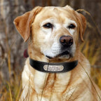 Didog Genuine Leather Dog Collars with Engraved Nameplate, Personalized Soft Leather Dog Collar with Custom ID Tag, Brown/Green/Red for Medium Large Dogs (L,Black)