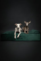 NOAH & PAW Large Dog Bed, 35x25x8.7 Inch, Orthopedic Dog Beds, Eggshell Memory Foam Infused with Cooling Gel, Waterproof, Machine Washable, Includes Inner Cover (Velvet Collection)