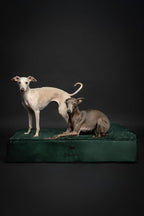 NOAH & PAW Large Dog Bed, 35x25x8.7 Inch, Orthopedic Dog Beds, Eggshell Memory Foam Infused with Cooling Gel, Waterproof, Machine Washable, Includes Inner Cover (Velvet Collection)
