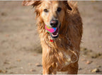 FineInno 4 pcs Light Up Dog Balls Flashing Elastic Ball Glow in The Dark Interactive Pet Toys for Puppy, Cats, Dogs