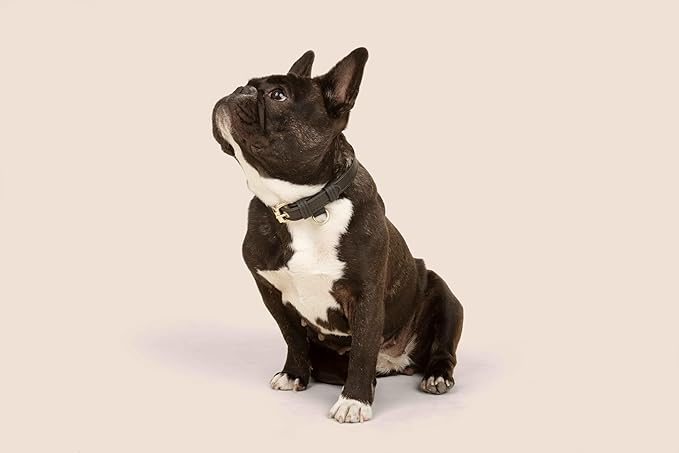 Two Tails Pet Company Cactus Vegan Leather Dog Collar, Adjustable Pet Collar with Gold Hardware and D Rings for Leash and ID Tag for Dogs and Puppies, Easy to Clean & Eco Friendly, Black, Size Medium