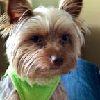 Gooby - Stretch Fleece Vest, Pullover Fleece Vest Jacket Sweater for Dogs, Grass Green, 2X-Large