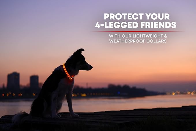 ILLUMISEEN LED Dog Collar USB Rechargeable - Bright & High Visibility Lighted Glow Collar for Pet Night Walking - Weatherproof, in 6 Colors & 6 Sizes (Orange X-Small)