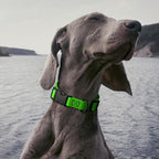 Dogline Biothane Waterproof Dog Collar with Quick Release Buckle Strong Coated Nylon Webbing with Odor- Proof for Easy Care Easy to Clean Fits Small Medium Large Dogs, Lime Green 5/8" W 9-14" L