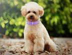 Serijoars Small Dog Collar with Rhinestone Crystal Diamond Colorful Bling Girl Puppy Cat Collars (XS, Purple1)