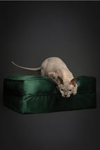 NOAH & PAW Small Dog Bed, 20x15x8 Inch, Cat Bed for Indoor Cats, Orthopedic Eggshell Memory Foam Infused with Cooling Gel, Waterproof Inner Cover Machine Washable (Velvet Collection)