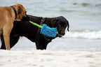 Dingo Dog tug of war Toy for Outdoor Play Traning Agility,Cuddly and Shaggy Plush tug Toy for Motivation and Fun,Soft Nubby-Textured Noodle Plush with Bungee Shock Absorber and Rubber Ball Blue 15587