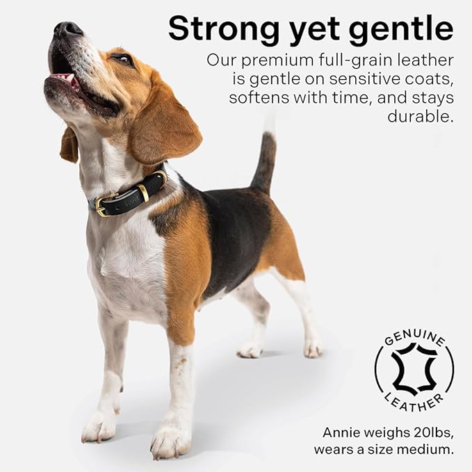 Classic Genuine Leather Dog Collar | Dog Collars for Medium Dogs, Small Dogs, Large Dogs & Extra Large Dog | Wide Dog Collar | Heavy Duty Collar (Black, Medium)