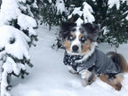 Gooby Stretch Fleece Vest Dog Sweater - Gray, X-Small - Warm Pullover Super Stretchy Fleece Dog Jacket for Small to Large Dogs