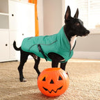 EMUST Dog Coat for Winter, Cozy Winter Jackets for Small/Medium/Large Dogs, Solid Color Dog Apparel for Cold Weather with Fleece Lining, Turquoise, XXXL