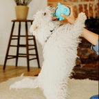 Playology Dog Toys | Puppy Toy Plush Sensory Ball for Dogs and Puppies for Dogs and Puppies | Medium Peanut Butter Scented Toy - Easy to Clean and Made from Non Toxic Materials