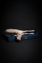 NOAH & PAW XL Dog Bed, 45x35x9.1 Inch, Orthopedic Large Dog Beds, Eggshell Memory Foam Infused with Cooling Gel, Waterproof, Machine Washable, Includes Inner Cover (Denim Collection)
