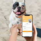 Dog Tags Personalized for Pets,Dog Name Tags QR Code,No Subscription Fees,Modifiable Pet Online Profile,Stainless Steel,No App Required,for Dogs and Cats Small,Medium,Large(Flower,Small)
