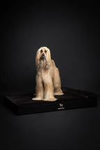 NOAH & PAW Giant Dog Bed XXL 55x45x9.5 Inch, Orthopedic Dog Beds, Eggshell Memory Foam Infused with Cooling Gel, Waterproof, Machine Washable, Includes Inner Cover (Denim Collection)