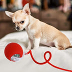 Automatic Ball for Small Dogs & Cats - Activated Moving Toy, Rechargeable, Self Play, Ball Toy with Long Tail Teaser