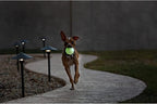 Jolly Pets Jumper, 4", Orange, Large, Model Number: JTJJ04OR