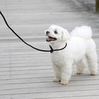Guiding Star Leather Slip Lead Dog Leash for Small Dogs & Puppies 6 Ft x 1/4 Inch,Luxurious and Lightweight Leather Training Dog Leash for Walking with Soft Handle (Black)
