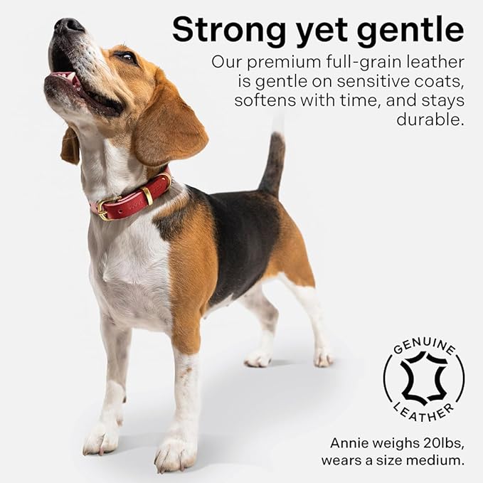 Classic Genuine Leather Dog Collar | Dog Collars for Medium Dogs, Small Dogs, Large Dogs & Extra Large Dog | Wide Dog Collar | Heavy Duty Collar (Red, Large)