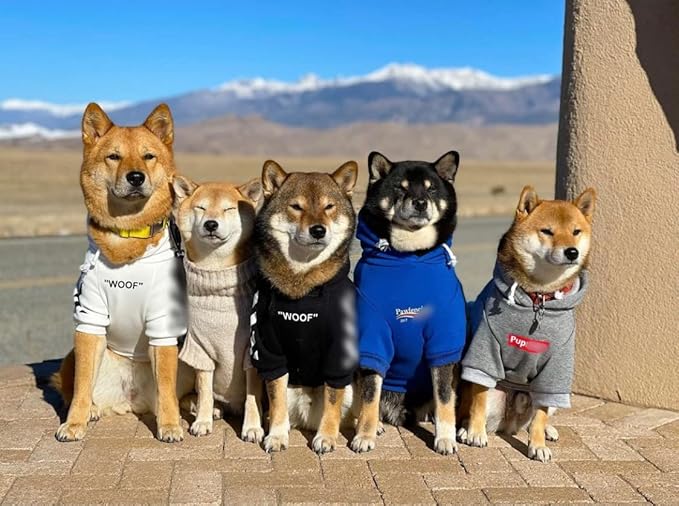 ChoChoCho Stylish Dog Hoodie Dog Clothes Streetwear Cotton Sweatshirt Fashion Outfit for Dogs Cats Puppy Small Medium Large (2XL, Black)