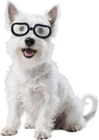 Namsan Clear Dog Goggles Small Breed, Anti-UV Sunglasses for Dogs Small Breeds, Windproof Riding Dog Eye Protection, Doggie Glasses with Elastic Straps, Easy Put-on/Adjustable, Transparent