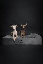 NOAH & PAW Large Dog Bed, 35x25x8.7 Inch, Orthopedic Dog Beds, Eggshell Memory Foam Infused with Cooling Gel, Waterproof, Machine Washable, Includes Inner Cover (Velvet Collection)