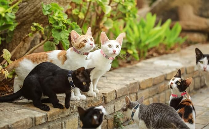 Leather Cat Collar Breakaway, Custom Cat Kitten Collar with Bells, Personalized Cat Collars with Name and Phone Number for Boy Girl Cats (Black, 6.3“-11.8“)