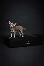 NOAH & PAW Dog Bed, 28x23x7.5 Inch, Orthopedic Dog Beds for Medium Size Pets, Eggshell Memory Foam Infused with Cooling Gel, Waterproof, Machine Washable, Includes Inner Cover (Denim Collection)