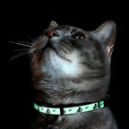 Pawtitas Glow in The Dark Cat Collar Set of 2 with Safety Buckle and Removable Bell Cat Collar Kitten Collar Blue Cat Collar + Orange Cat Collar