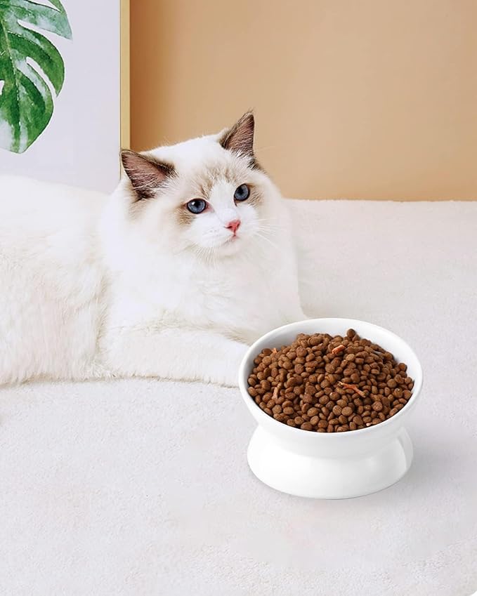 LoeJan Elevated Cat Food Bowl, 5 Oz Ceramic Raised and Tilted Water Bowl, Anti Vomiting and Protect Pets' Spines Dishes for Small Dog, Fat Faced Cat, Kitten (White, 2 Pack)