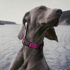 Dogline Biothane Waterproof Dog Collar with Quick Release Buckle Strong Coated Nylon Webbing with Odor- Proof for Easy Care Easy to Clean Fits Small Medium Large Dogs, Magenta Pink 3/4" W 12-19" L