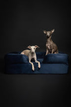 NOAH & PAW Large Dog Bed, 35x25x11 Inch, Orthopedic Dog Beds, Eggshell Memory Foam Infused with Cooling Gel, Inner Cover, Waterproof, Machine Washable (Velvet Sofa Collection)