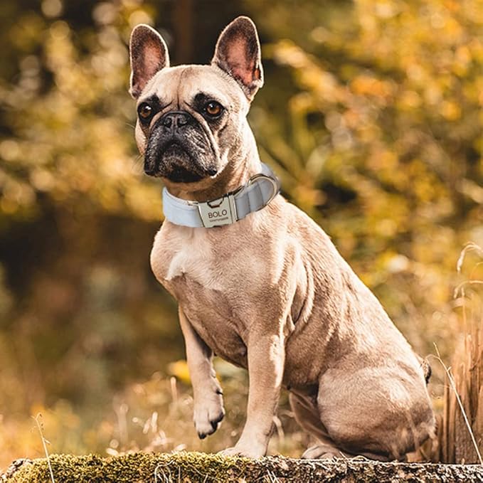 Dog Collar Custom Personalized Engraved Name and Phone Number for Puppy Small Medium Large Pets (M, Cream)
