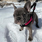 Gooby Escape Free Easy Fit Harness - Hot Pink, Large - No Pull Step-in Patented Small Dog Harness with Quick Release Buckle - Perfect On The Go No Pull Harness for Small Dogs or Medium Dog Harness