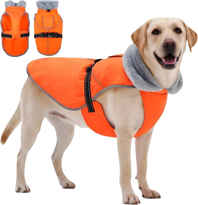 Insulated Outdoor Dog Winter Jacket, Hard Shell Pet Coat with 2 Layer Warmth, Waterproof & Lightweight Coats for Medium Dogs with Leash Portal, Durable 3D Belly Cut Jackets for Dachshund (Orange, M)