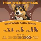 WhiteTail Naturals - Antlers for Small Dogs (10 Pack) Deer Antler Dog Chew Bones for Small Aggressive Chewers - Long Lasting Horn Chew Toys - Naturally Shed